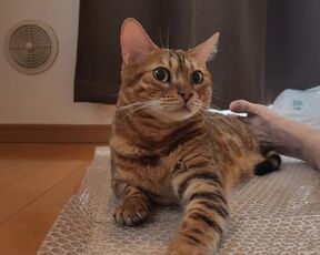 Look at the kitty snuggled up with you.