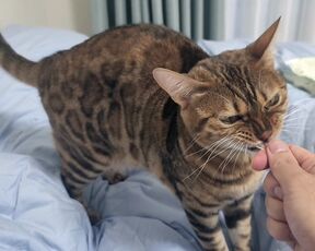 Sexy furry kitty tastes your stuff in bed.... The bed is sticky with her drool....